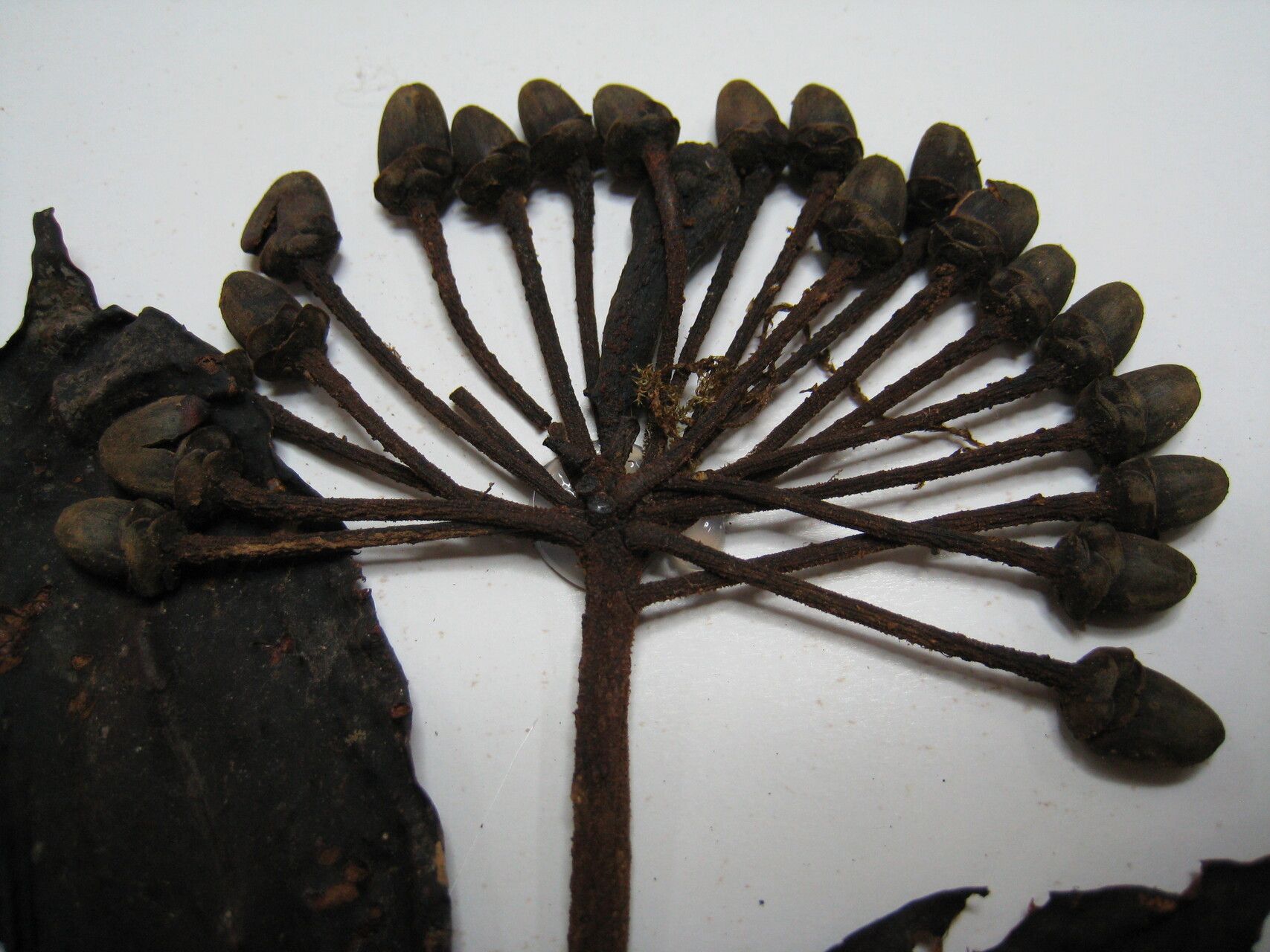 Marcgravia magnibracteata other