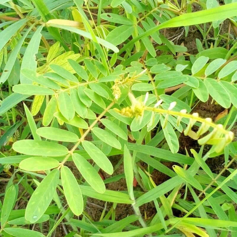 Tephrosia reptans — search result for 'Tephrosia'