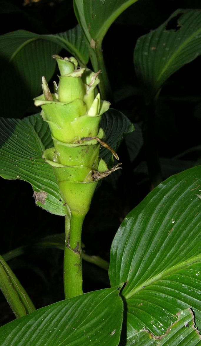Goeppertia foliosa other
