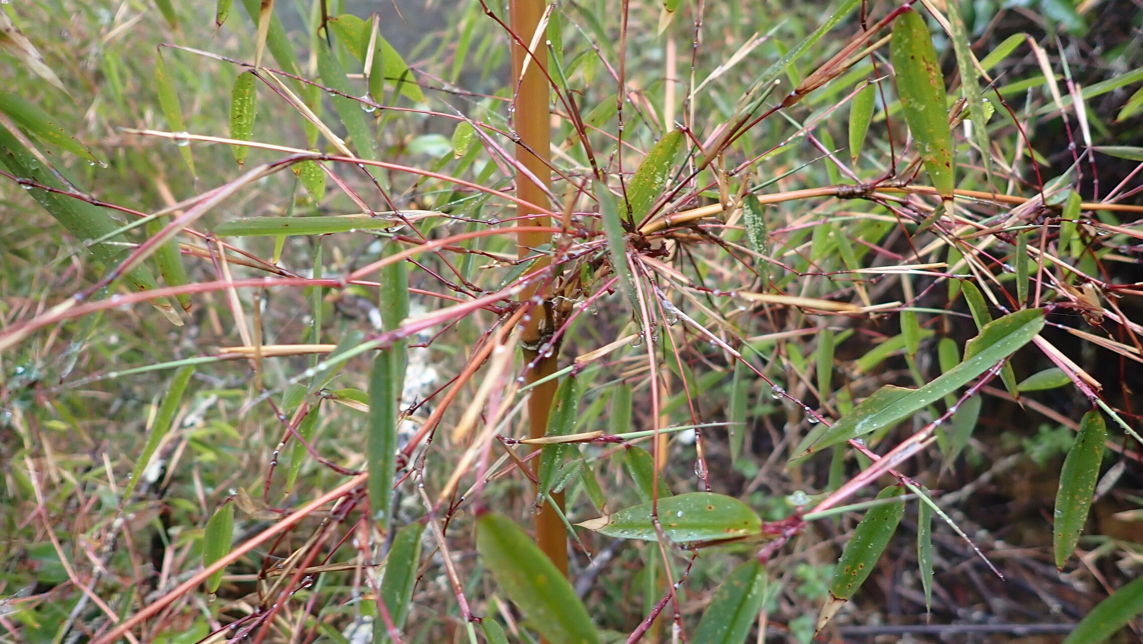 Yushania microphylla — related species from the same genus