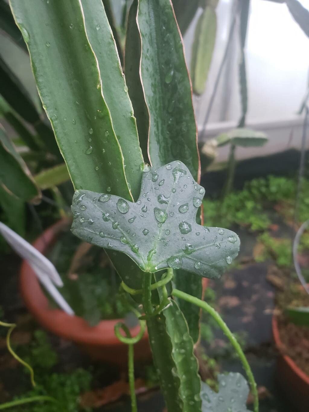 Cissus quinquangularis — houseplant care guide