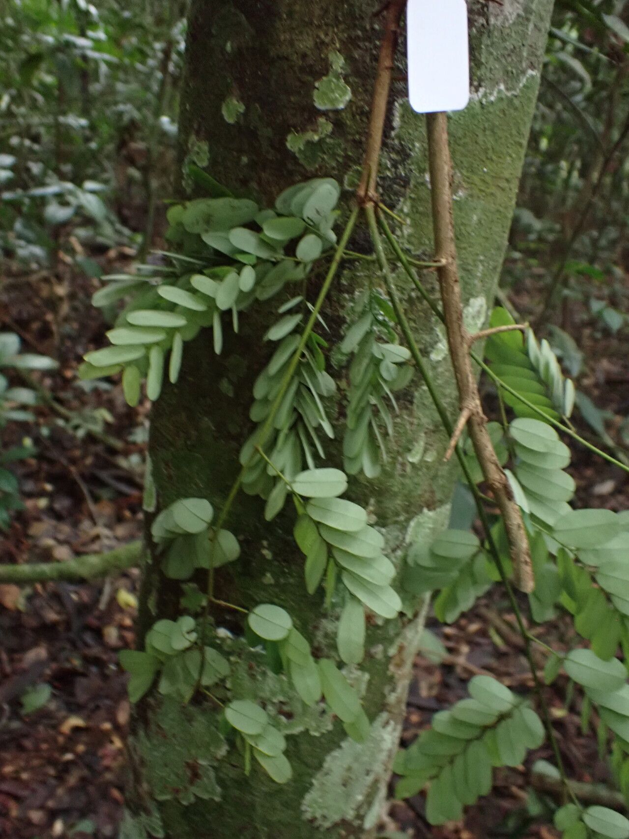 Dalbergia hostilis habit