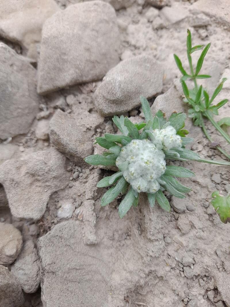 Filago desertorum habit