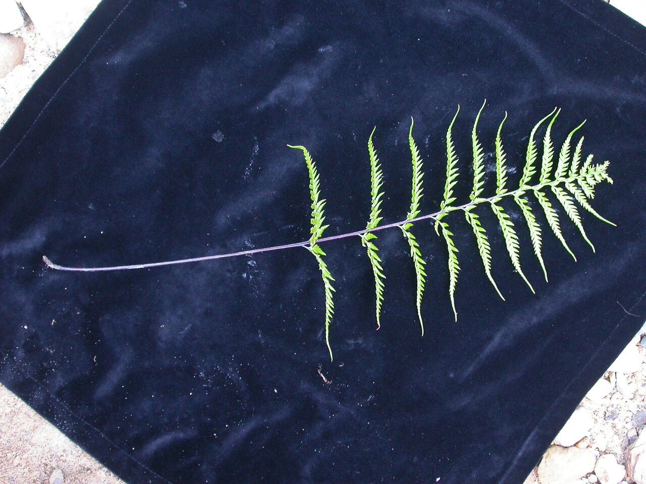 Hemionitis bicolor habit