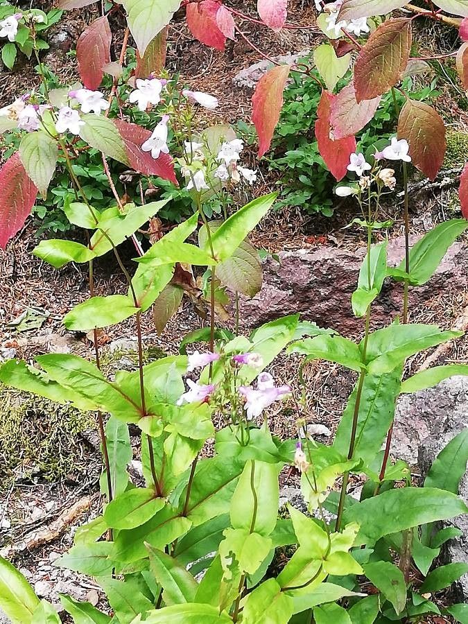 Penstemon palmeri — search result for 'Penstemon'