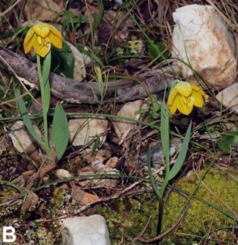 Fritillaria phitosii — houseplant care guide