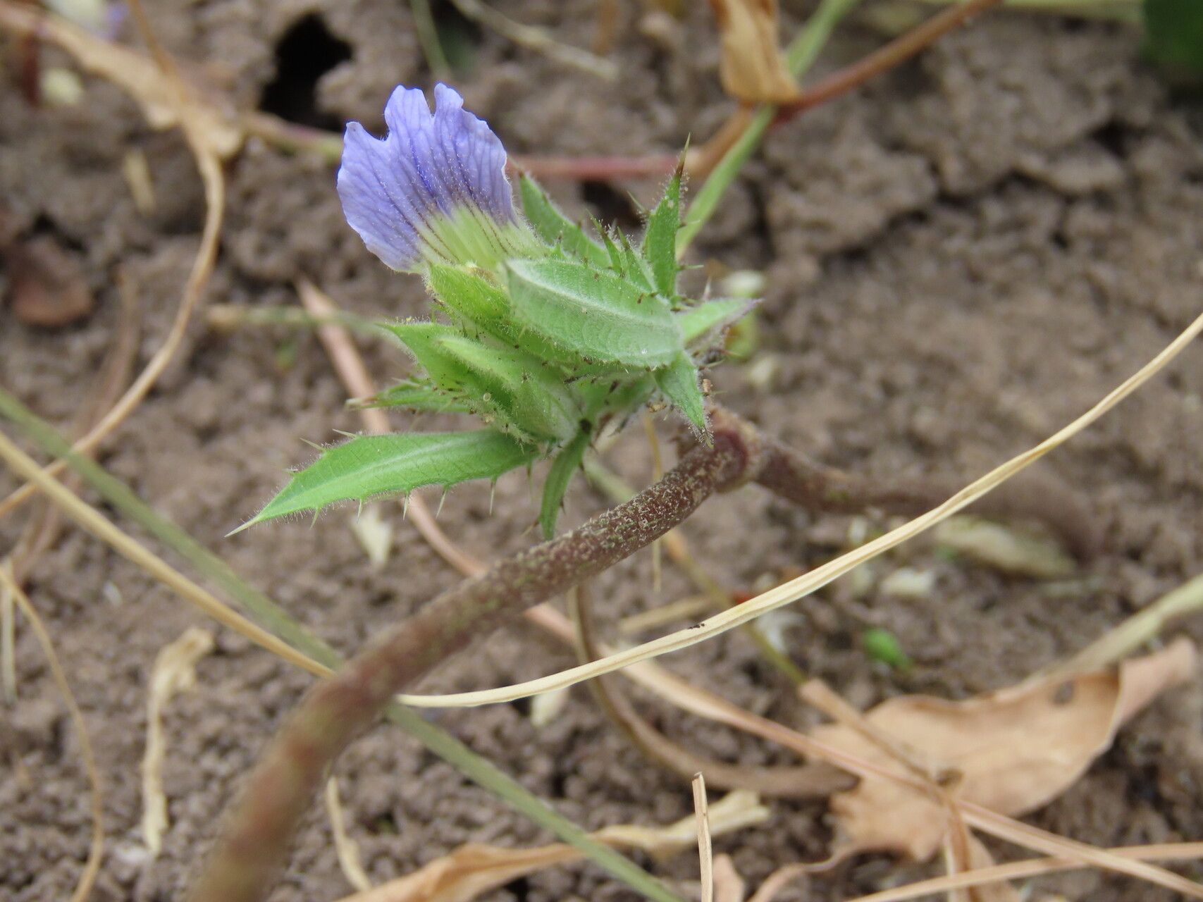 Blepharis tenuiramea — houseplant care guide