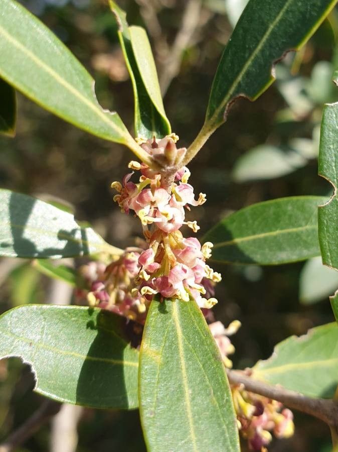 Phillyrea angustifolia flower