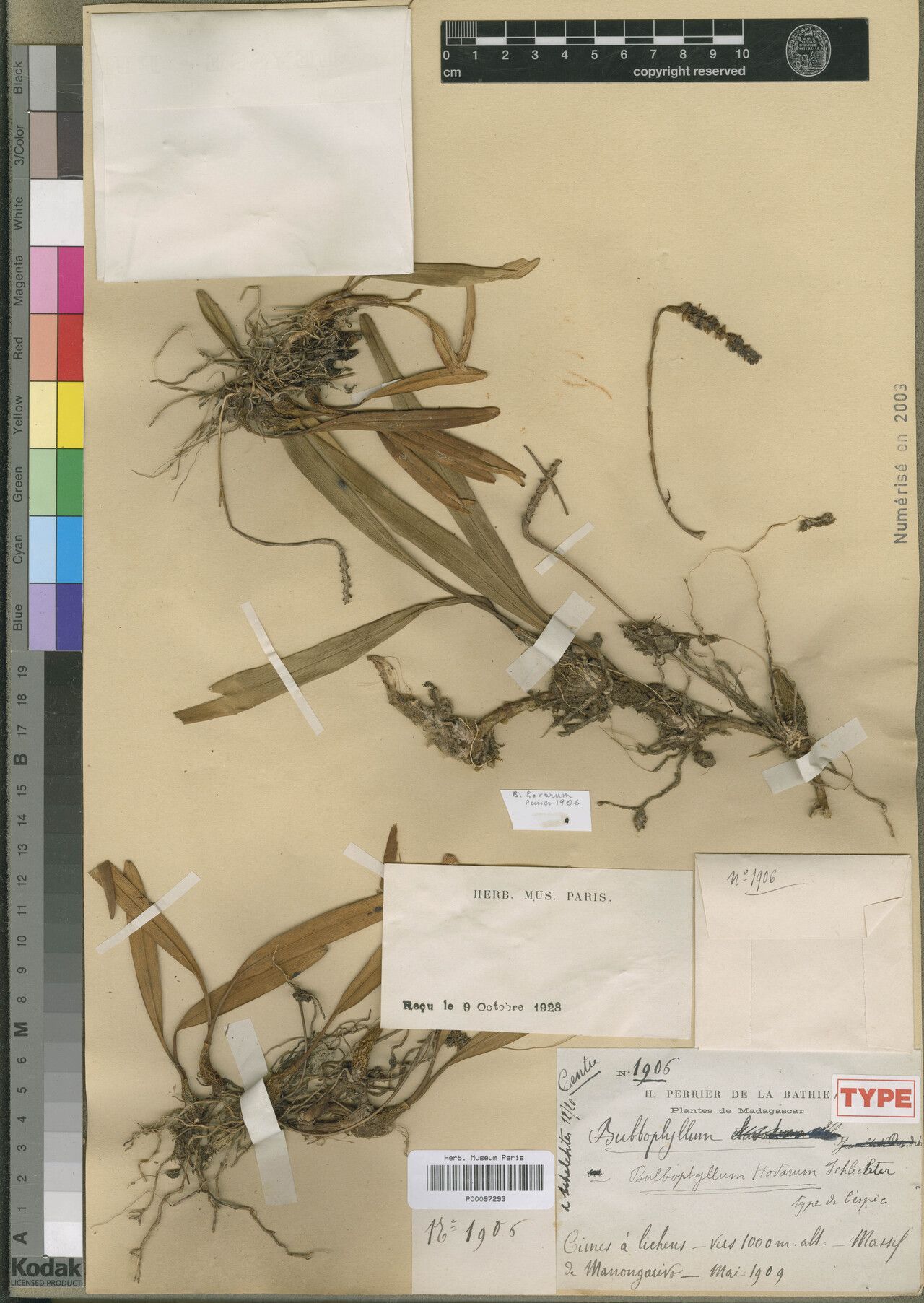 Bulbophyllum hovarum — houseplant care guide