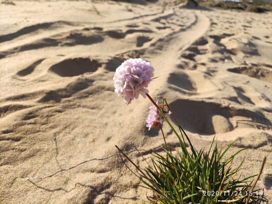 Armeria pungens flower