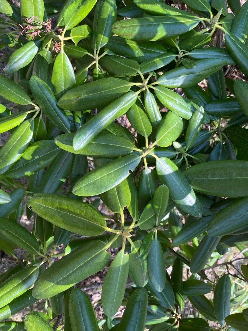 Rhododendron brachycarpum — houseplant care guide