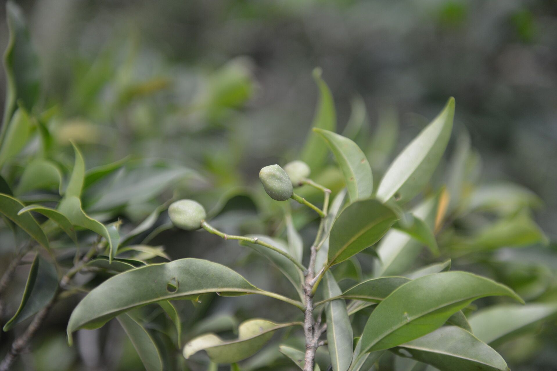 Chionanthus oblanceolatus fruit