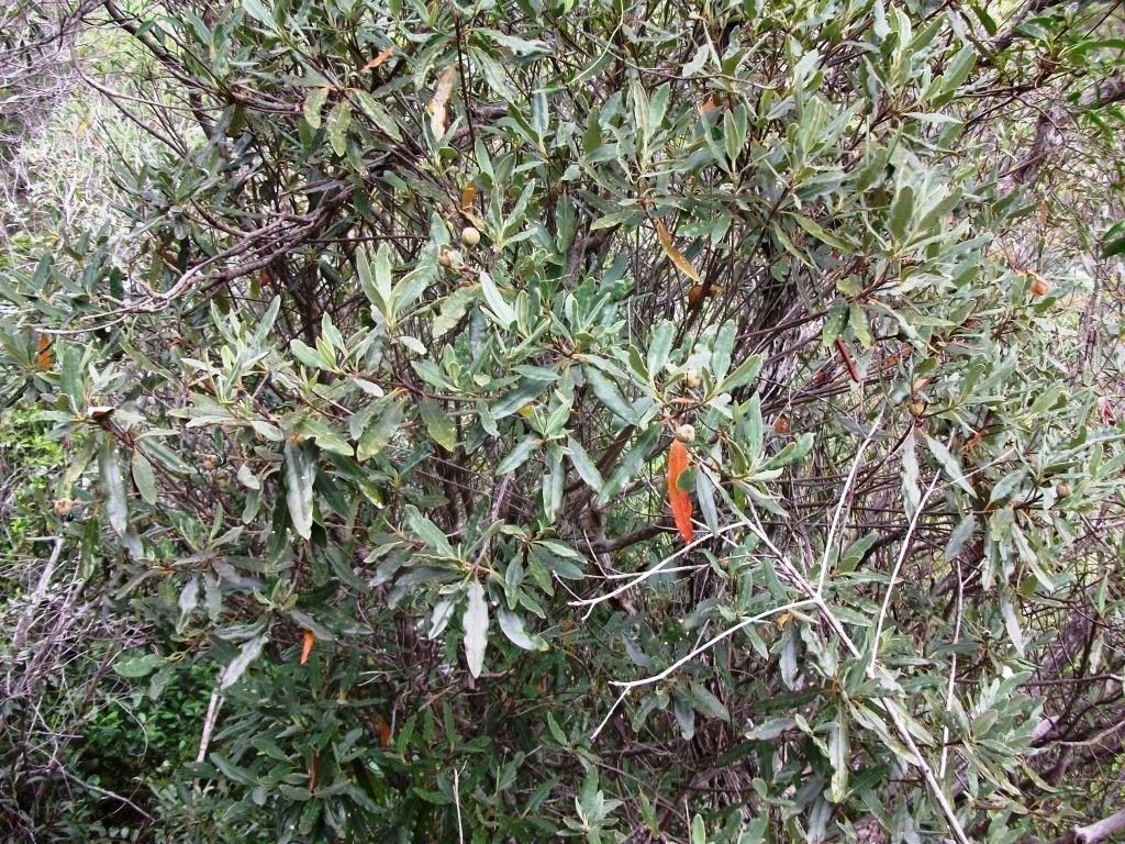 Myricanthe discolor habit