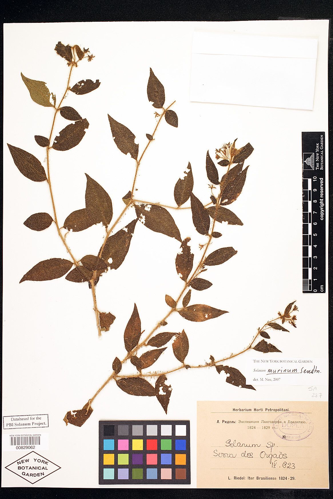 Solanum murinum — houseplant care guide