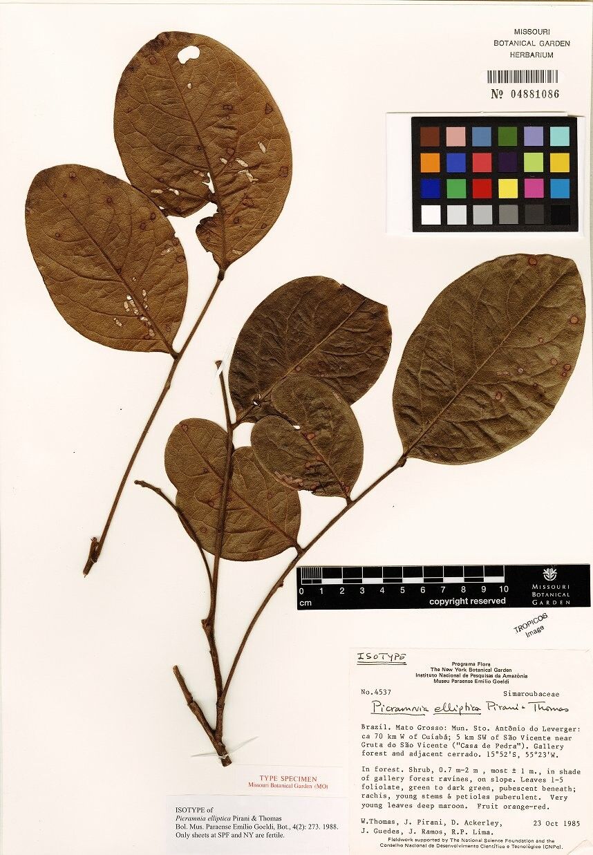 Picramnia elliptica — related species from the same genus