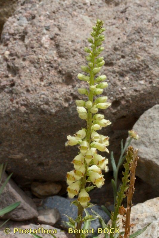 Digitalis transiens — search result for 'Digitalis'