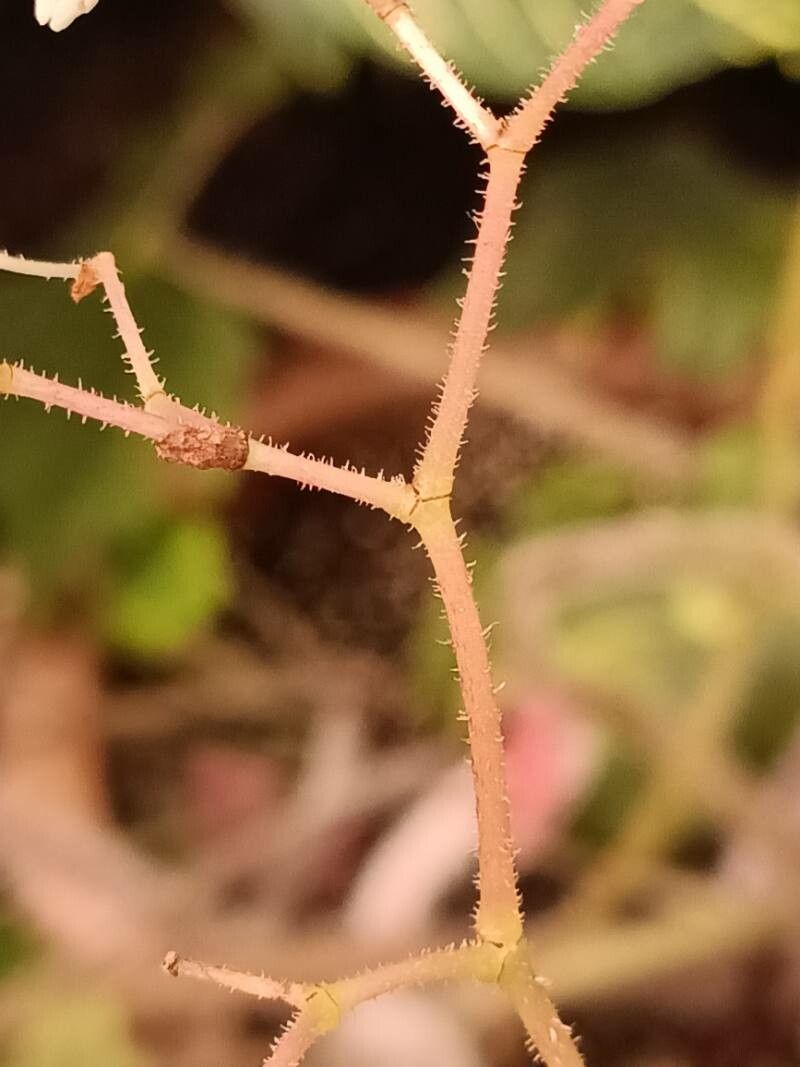 Begonia × ricinifolia bark