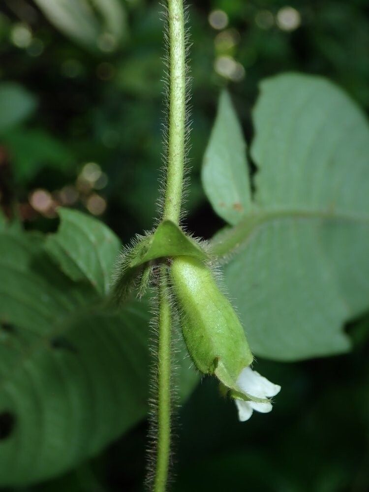 Sabicea urceolata — houseplant care guide