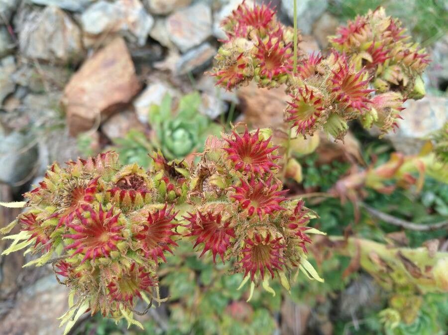 Sempervivum wulfenii fruit
