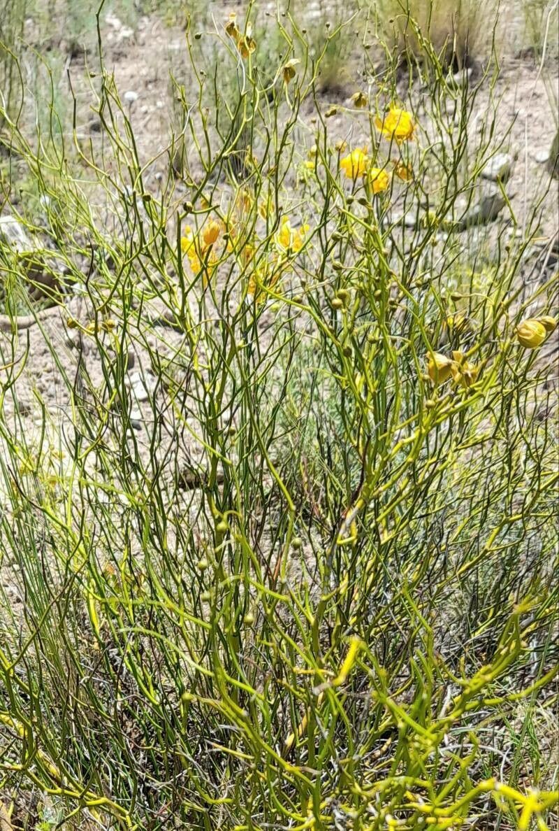 Senna pachyrrhiza habit
