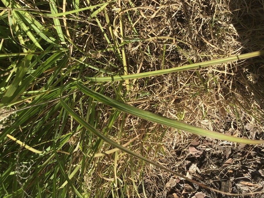 Leymus arenarius — search result for 'Poaceae'