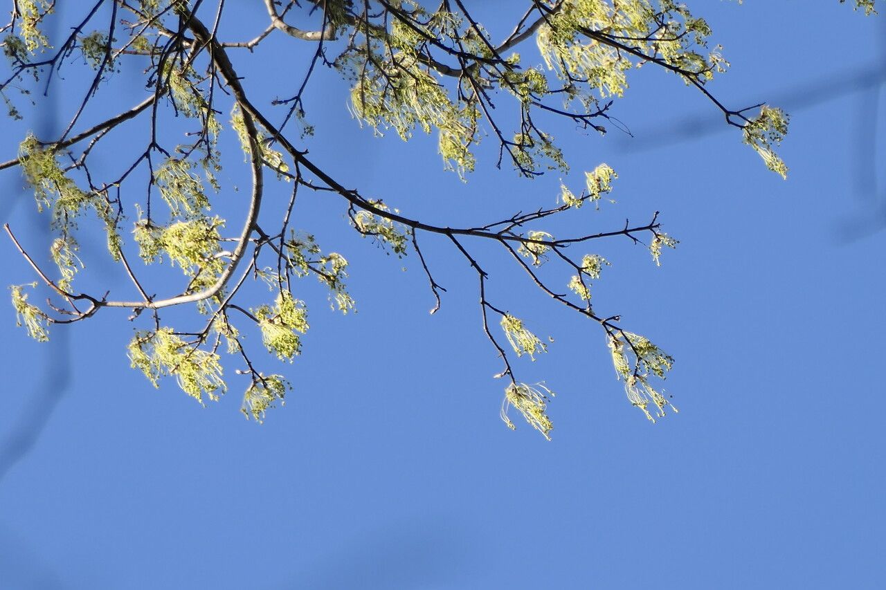 Fraxinus dipetala flower