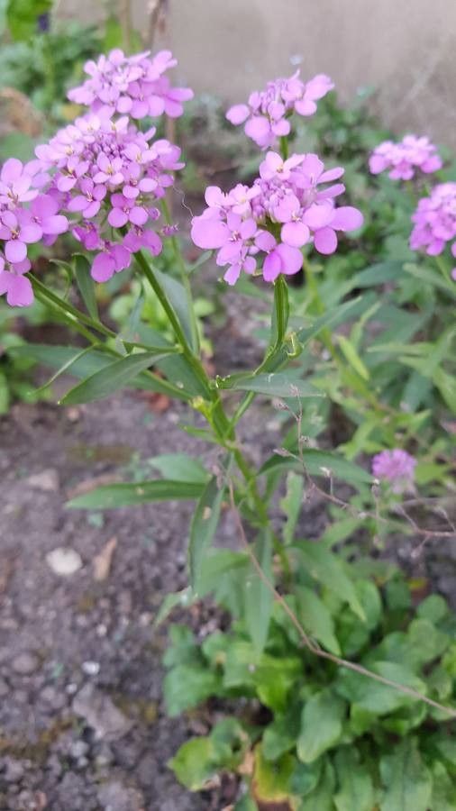 Iberis umbellata leaf