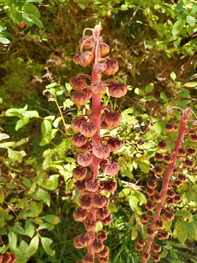 Pterospora andromedea fruit