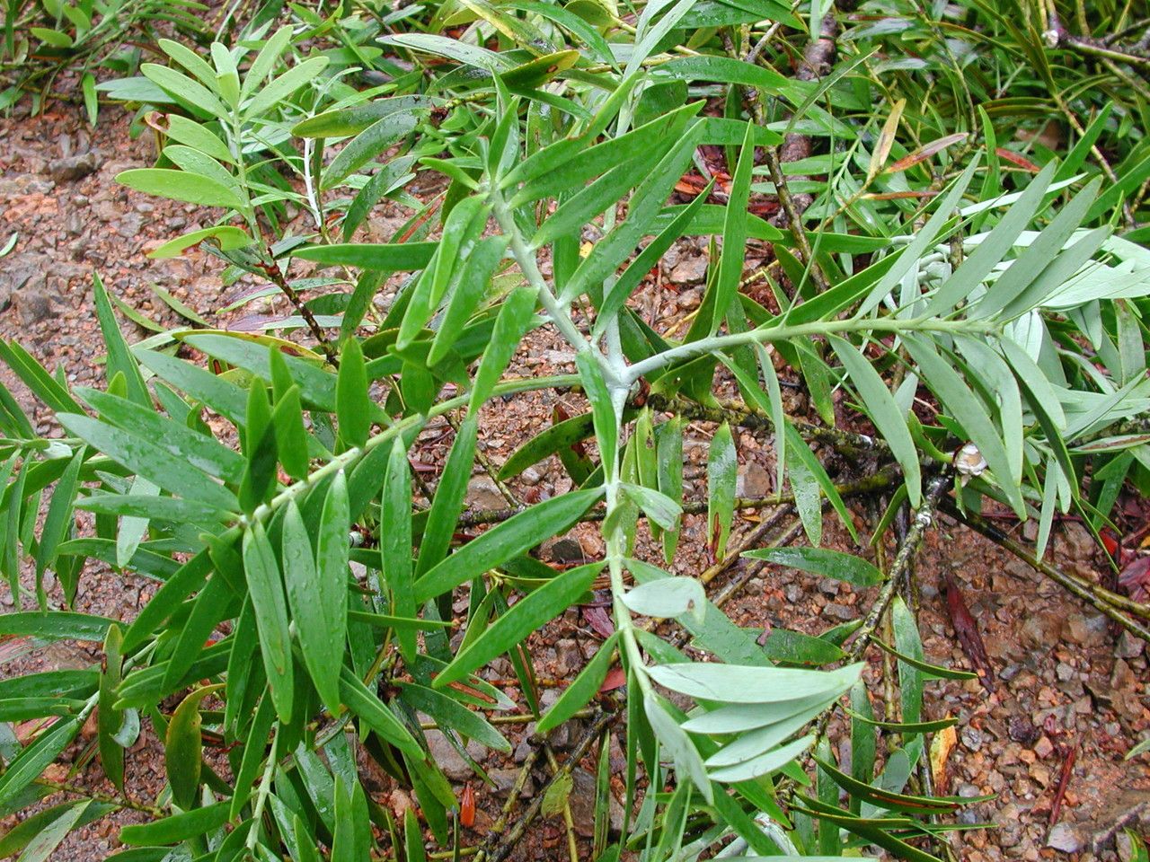 Agathis corbassonii habit