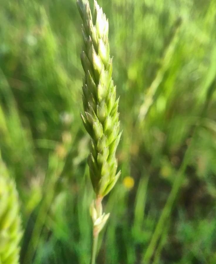 Koeleria vallesiana fruit