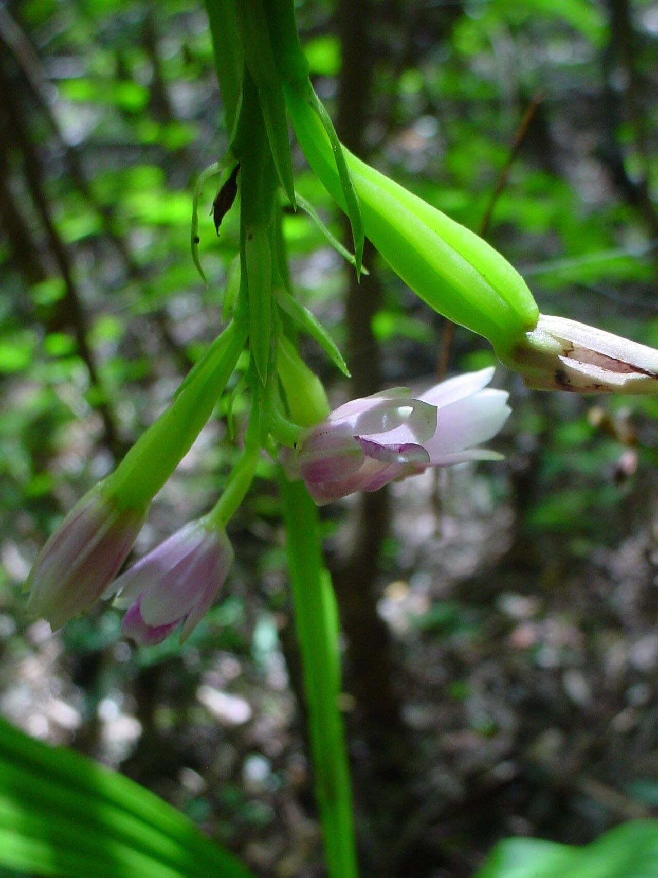 Eulophia cernua flower