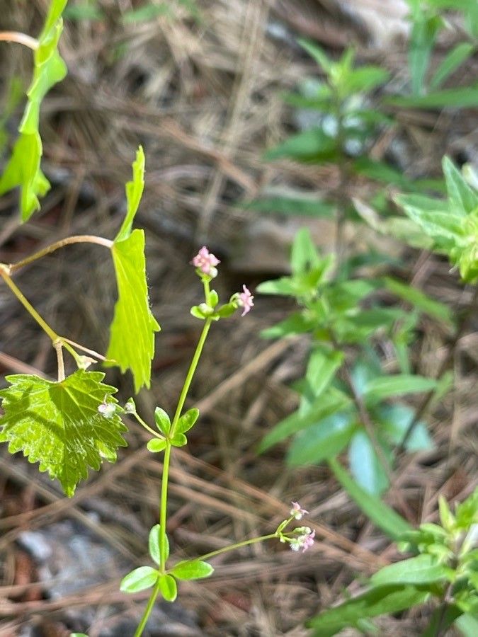 Galium pilosum leaf