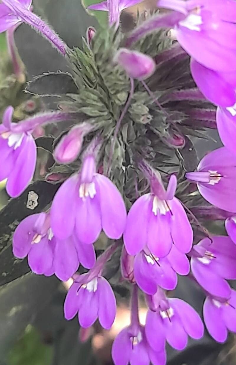 Justicia goudotii flower