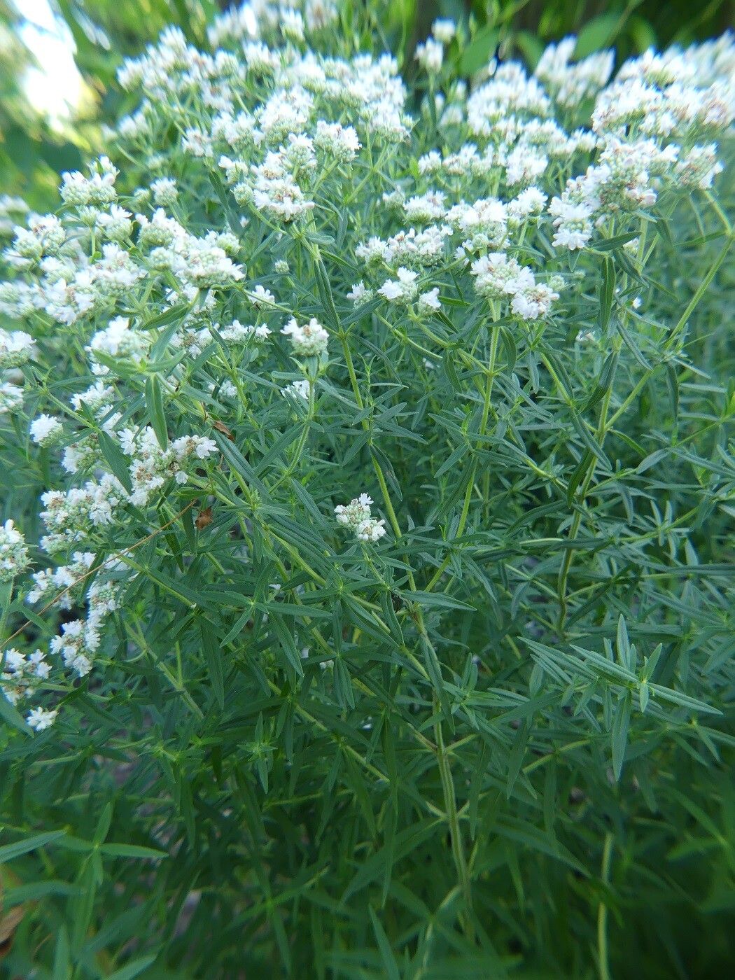 Pycnanthemum virginianum habit