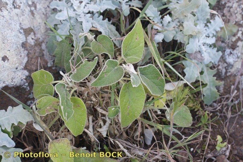 Sideritis pumila habit