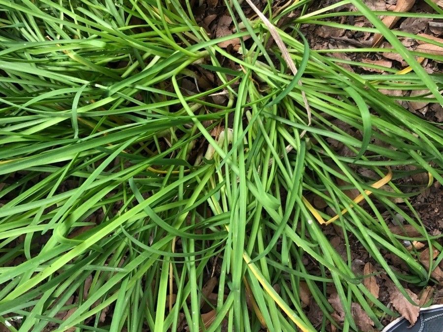 Allium baeticum leaf