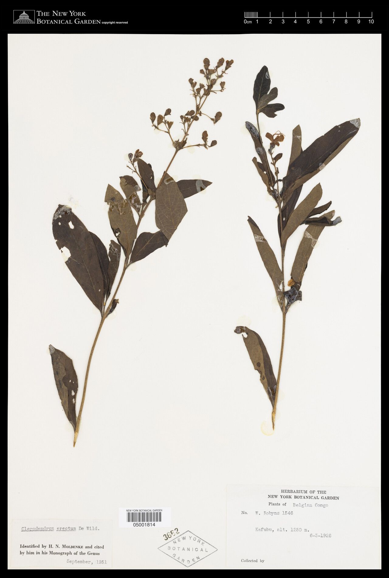 Clerodendrum erectum — houseplant care guide