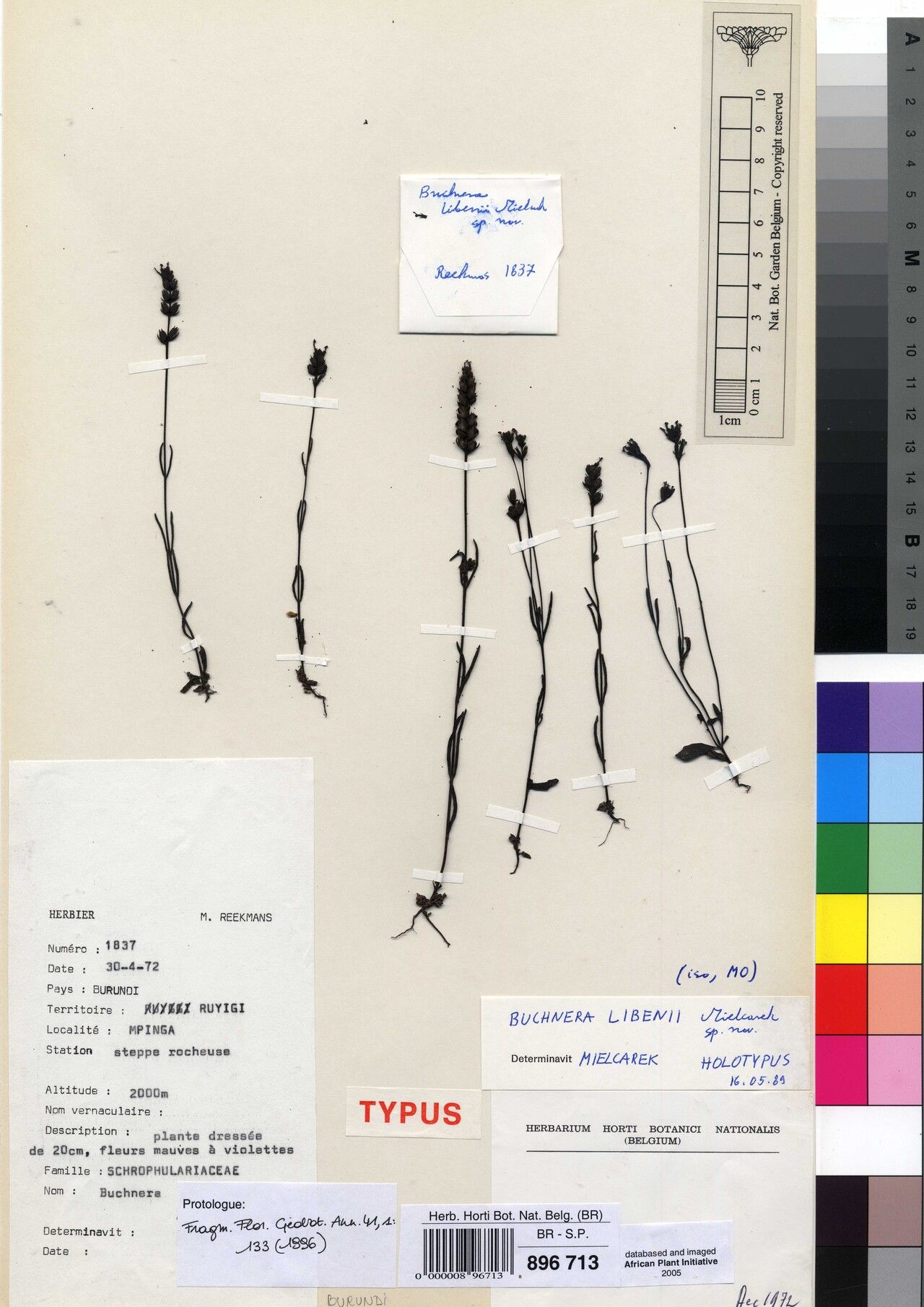 Buchnera libenii — houseplant care guide