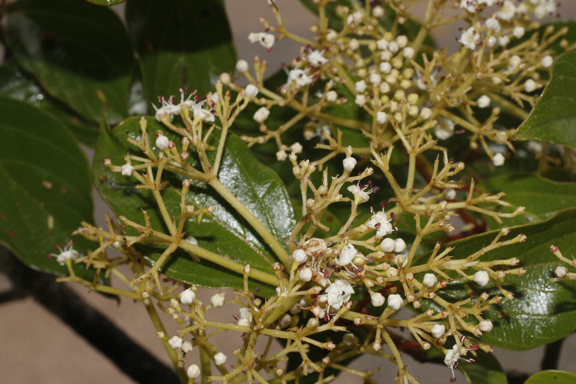 Viburnum venustum — search result for 'Viburnum'