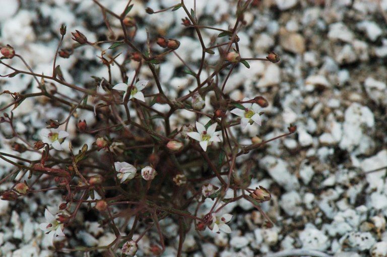 Nemacladus glandulifer — related species from the same genus