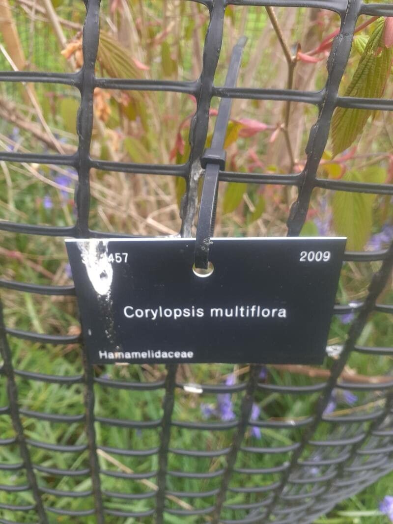 Corylopsis multiflora other