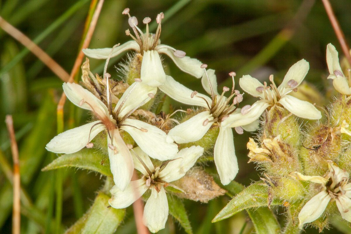 Saponaria lutea flower