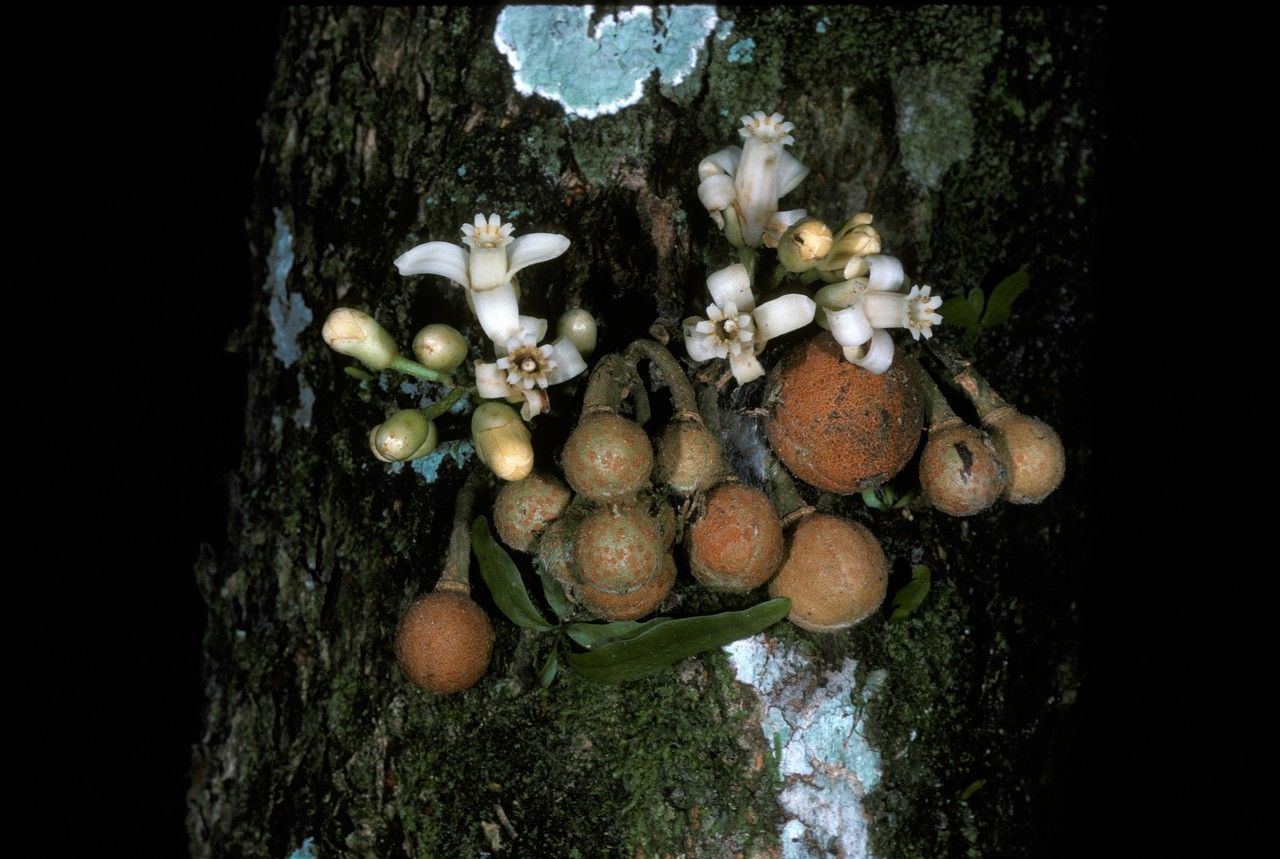 Dysoxylum alliaceum — related species from the same genus