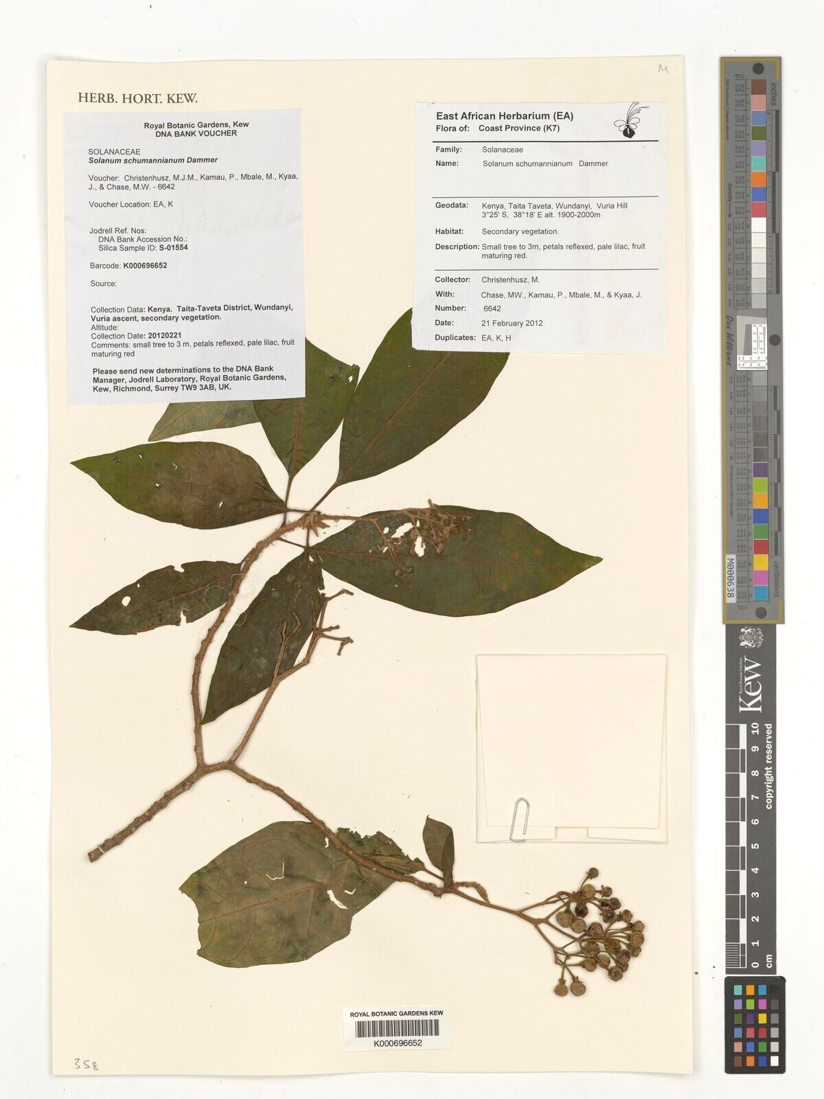 Solanum schumannianum — houseplant care guide