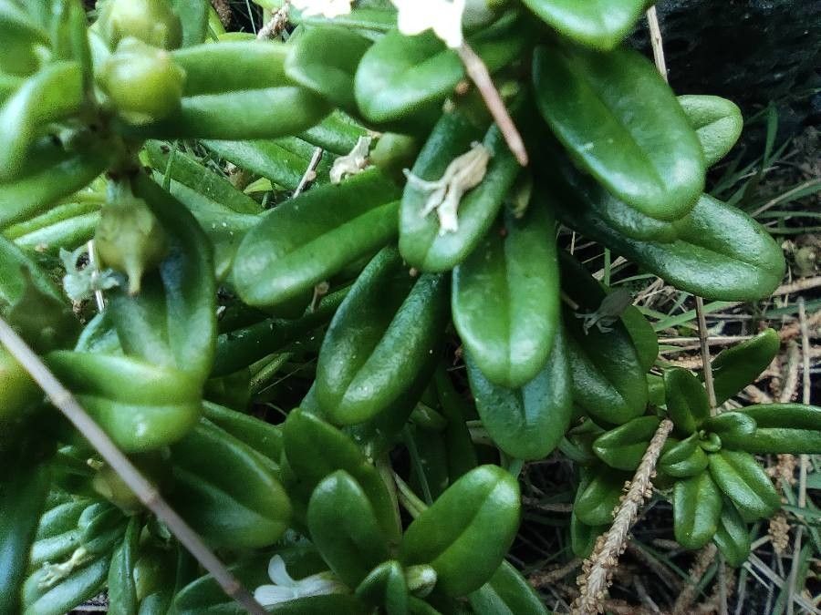 Lysimachia mauritiana leaf