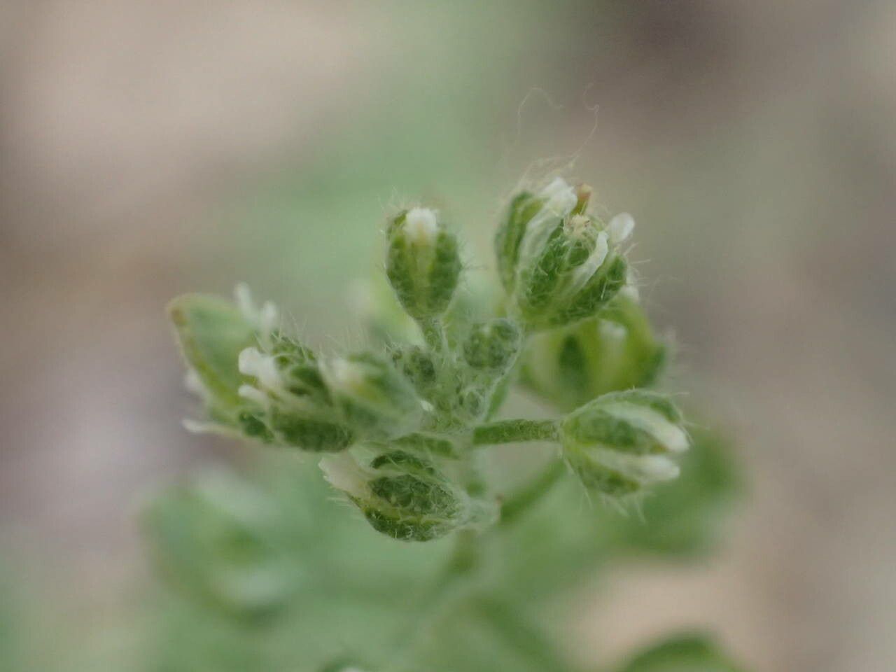 Alyssum alyssoides flower