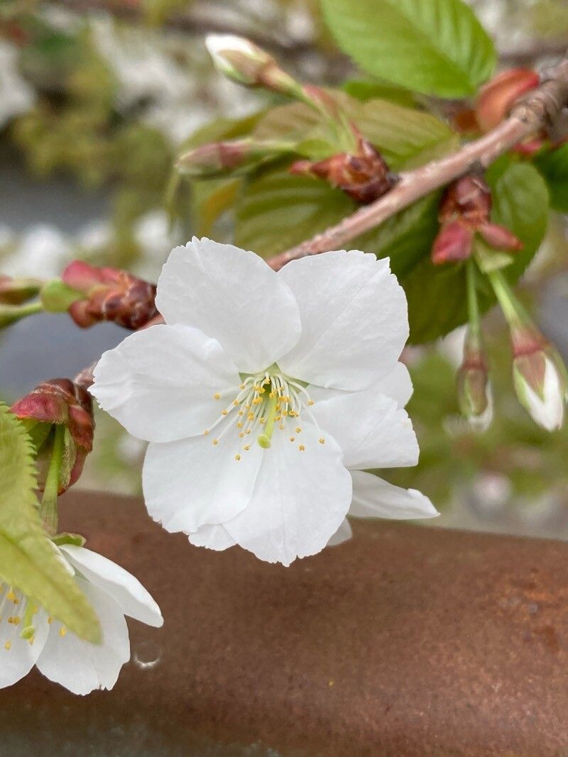 Prunus speciosa flower