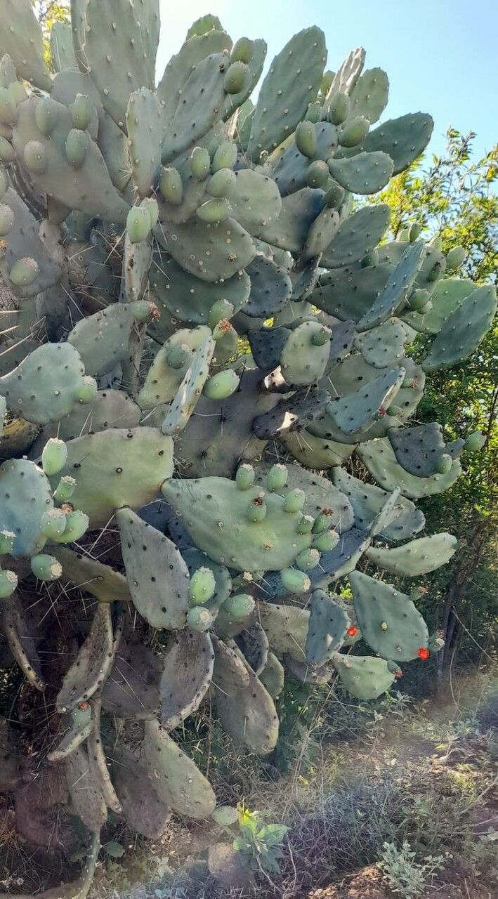 Opuntia quimilo habit