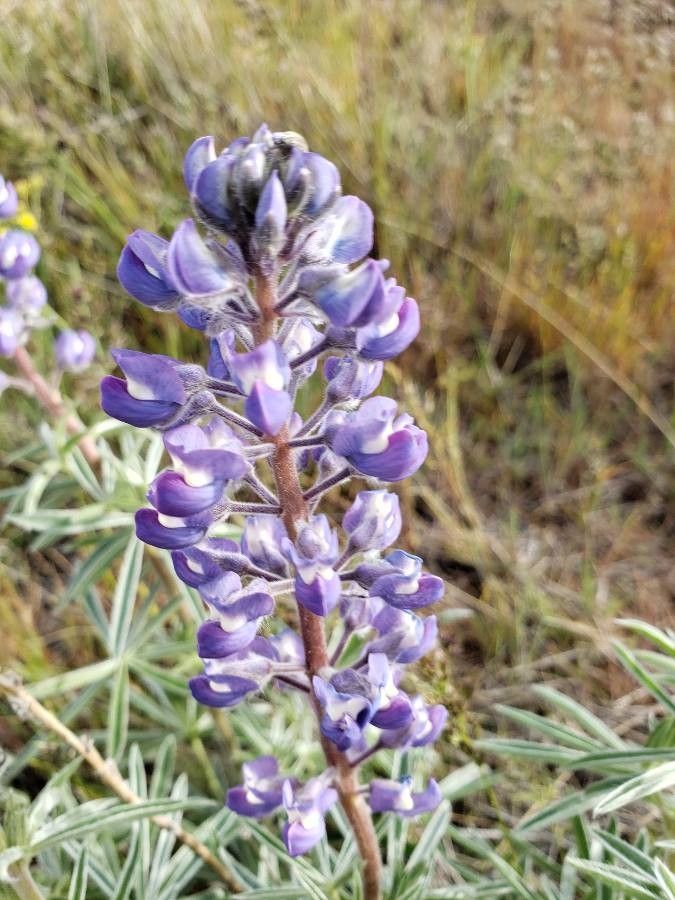Lupinus sulphureus — search result for 'Lupinus'