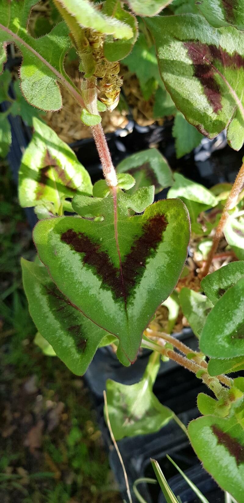 Persicaria microcephala leaf